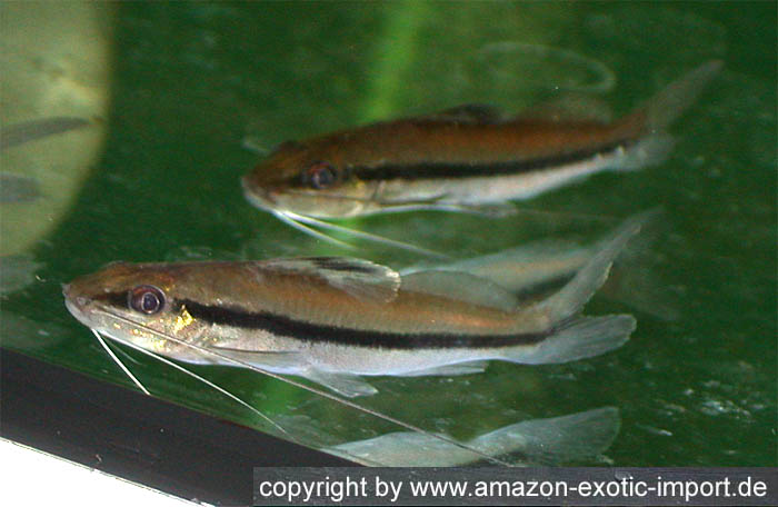 Pimelodella gracilis